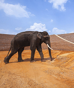    Elephant World -     