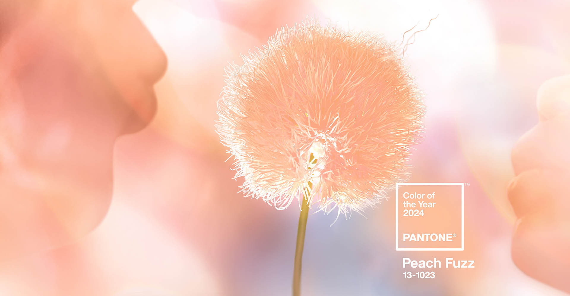 Между розовым и оранжевым - Pantone Color Institute назвал оттенком года цвет Peach Fuzz